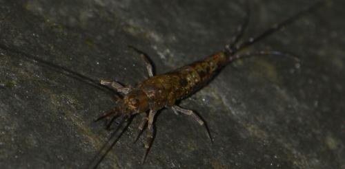 Petrobius sp.